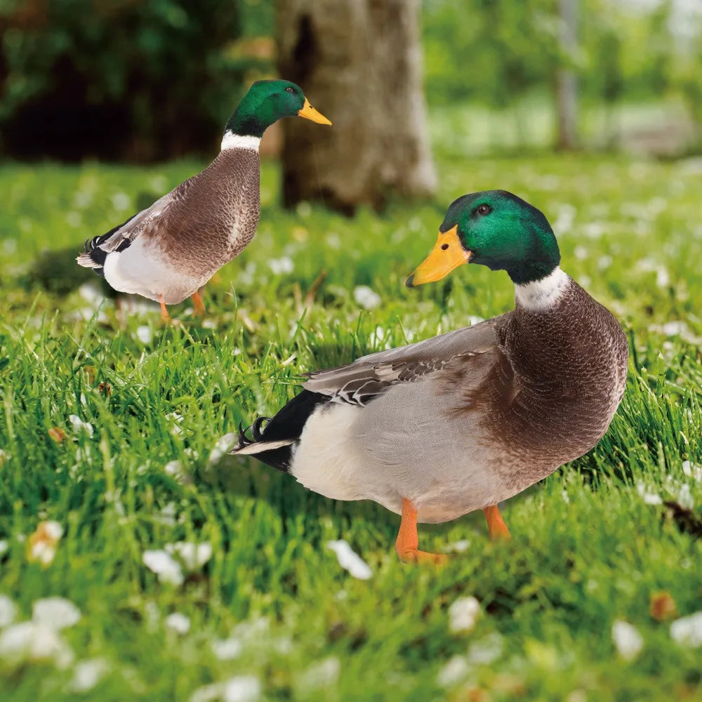 Outdoor Duck Decoration